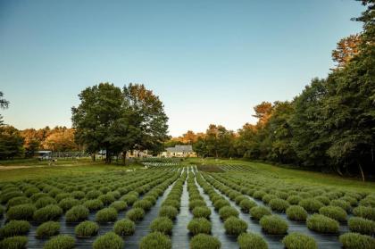 Tentrr - Riverside Lavender Farm - image 9