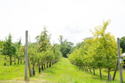 Tentrr Signature - Ancient Oak in Historic Orchard - image 11