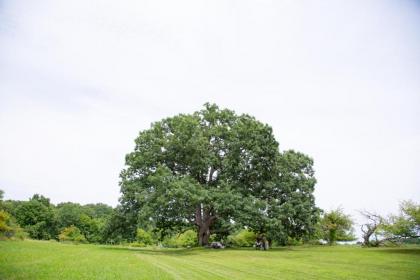 Tentrr Signature - Ancient Oak in Historic Orchard - image 12