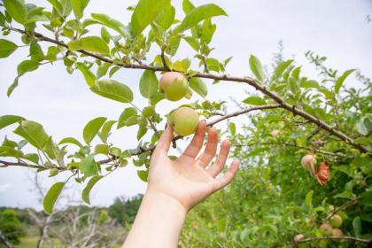 Tentrr Signature - Ancient Oak in Historic Orchard - image 3