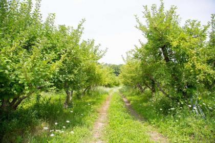 Tentrr Signature - Ancient Oak in Historic Orchard - image 5