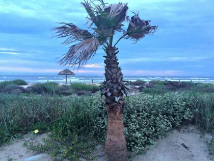 Unobstructed Oceanfront SEA OTTER Unit 4 Beach Pad! - image 3