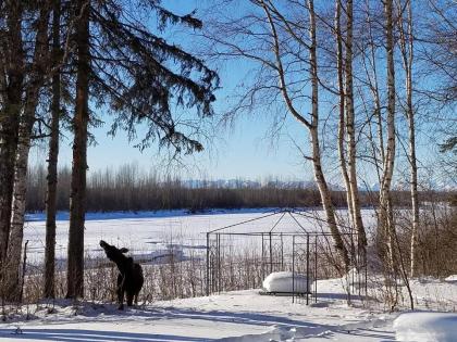 Susitna River Cabins - image 3