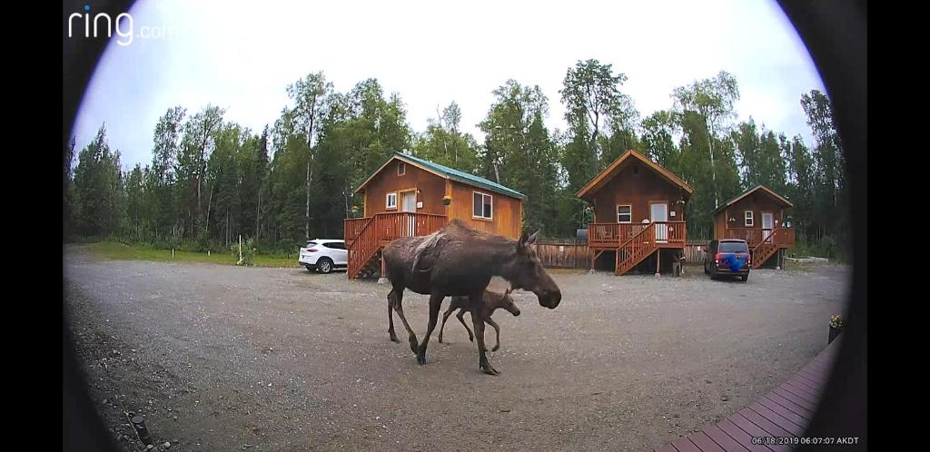 Talkeetna Love-Lee Cabins - image 4