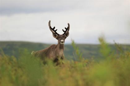 Caribou Lodge Alaska - image 14