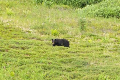 Caribou Lodge Alaska - image 15