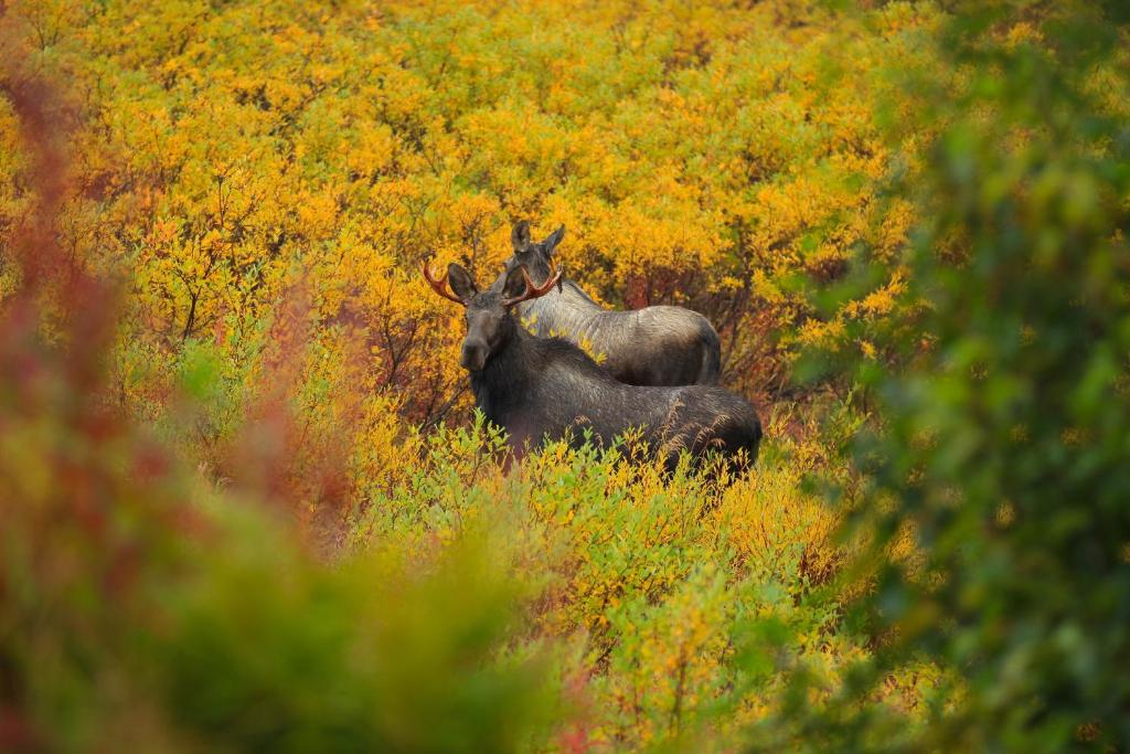 Caribou Lodge Alaska - image 7