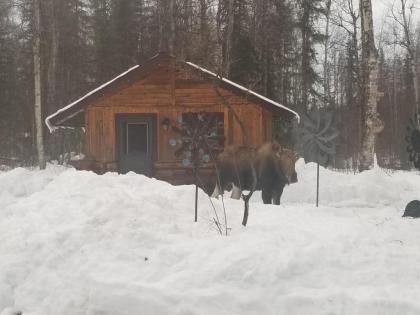 Talkeetna Fireweed Cabins - image 14