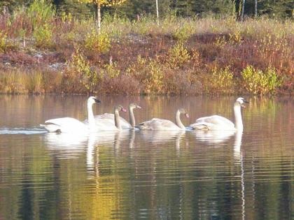 Talkeetna Lakeside Cabins - image 15