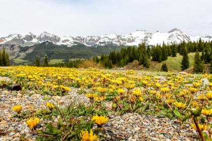 Telluride Town Jewel - image 7