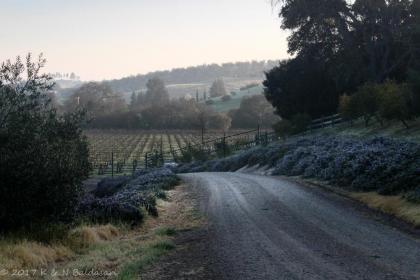 The Eden House Vineyard - image 6