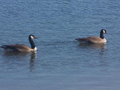 Alpine Lake Resort - image 3