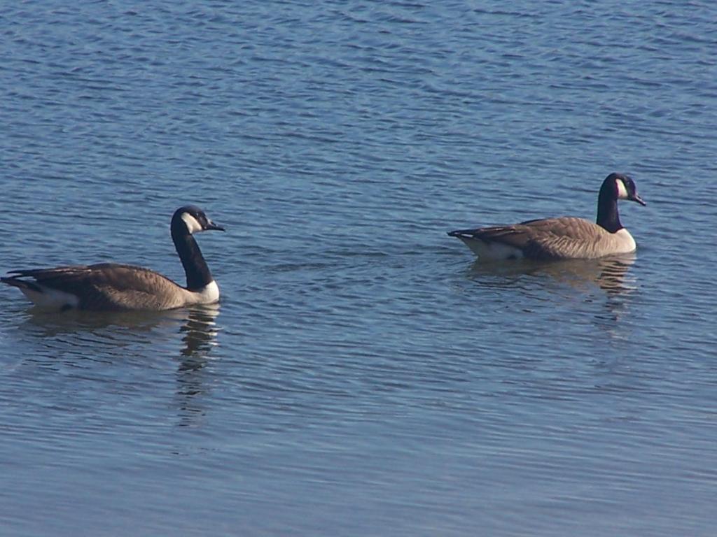 Alpine Lake Resort - image 3