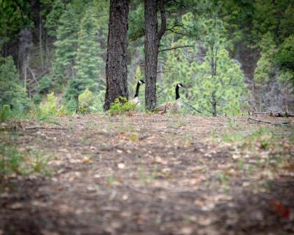 Corkins Lodge - image 10