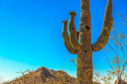 Tucson Paradise - image 3