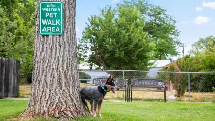 Best Western Plains Motel - image 10