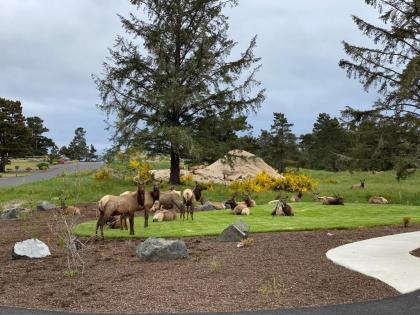 Gated Community Walkable To Beach Over An Acre Of Family Fun - image 3