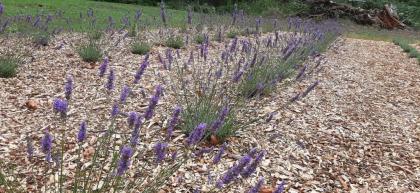 Angels Rest B&B Lavender Farm - image 5