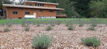 Angels Rest B&B Lavender Farm - image 6