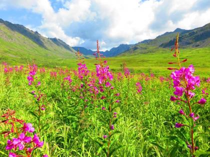 Hatcher Pass Cabins - image 5