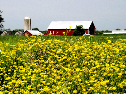 Elmwood Farm BB Williamsport Maryland