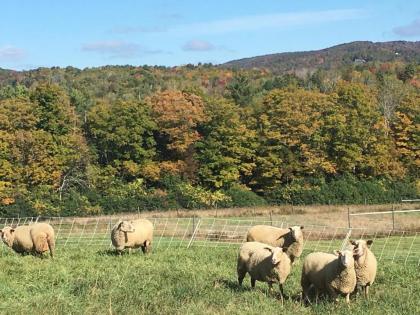 Fat Sheep Farm & Cabins - image 11