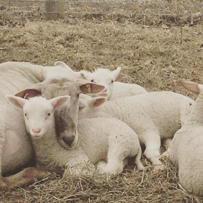 Fat Sheep Farm & Cabins - image 3