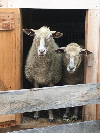 Fat Sheep Farm & Cabins - image 4