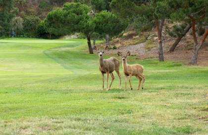 The Ranch at Laguna Beach - image 17