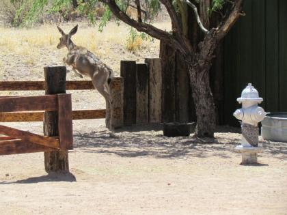 Tombstone Monument Guest Ranch - image 18