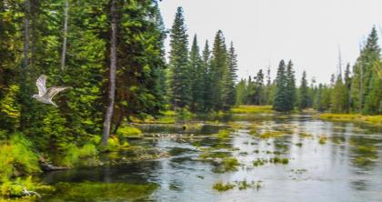 Timbers at Island Park - image 16