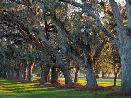 The Lodge at Sea Island - image 17