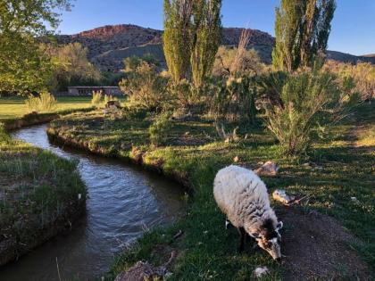 Canyon Of The Ancients Guest Ranch - image 9