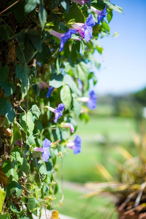 Temecula Creek Inn - image 7