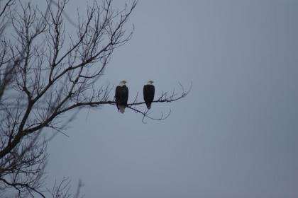 Buffalo County Resort - image 15