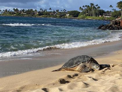 The Northshore Hostel Maui - image 2